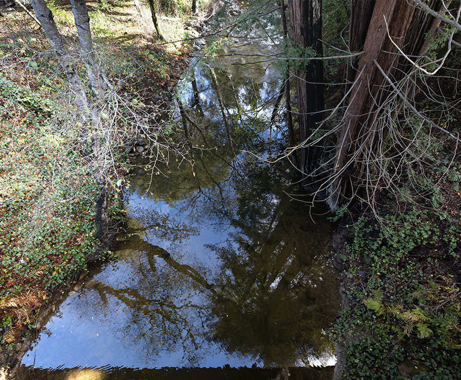 Refection of Redwoods in Mountain Creek